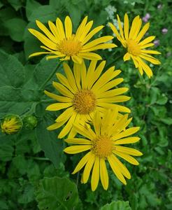 Doronicum pardalianches