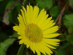 Doronicum plantagineum