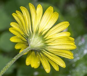Doronicum pardalianches