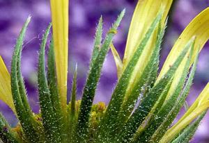 Doronicum plantagineum