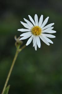 utils/thumbs/Asteraceae/Duhaldea_CWfLNQsRtGohTKDzBEBBU9.jpg