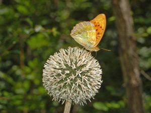 Echinops sphaerocephalus