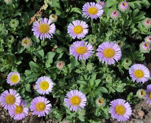 Erigeron glaucus