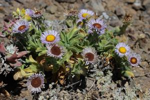 Erigeron glaucus