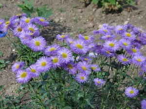 Erigeron speciosus