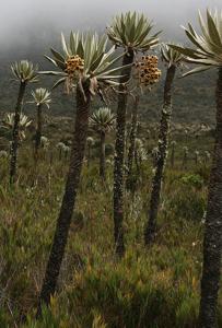 Espeletia uribei