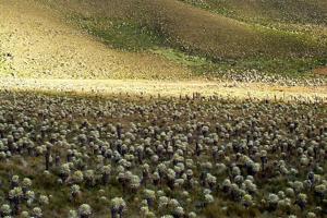 Espeletia pycnophylla