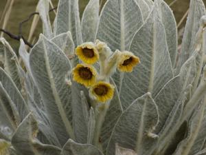 Espeletia pycnophylla