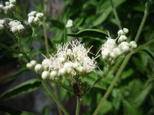 utils/thumbs/Asteraceae/Eupatorium_cWT4CxL6cvgdwxjVXh2EEs.jpg