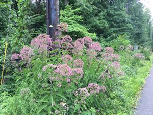 Eutrochium fistulosum