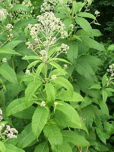 Eutrochium fistulosum