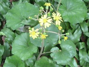 Farfugium japonicum