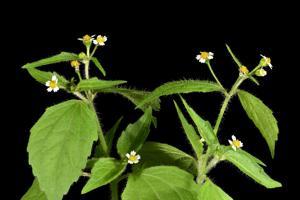 Galinsoga quadriradiata