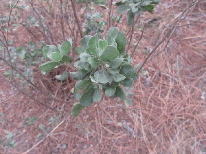 Garberia heterophylla