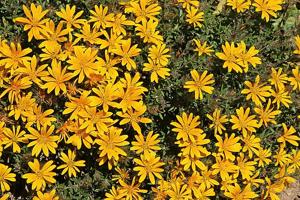 Gorteria integrifolia