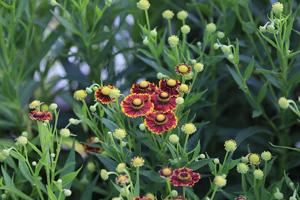 Helenium autumnale