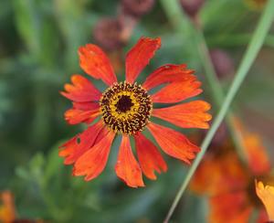 Helenium autumnale