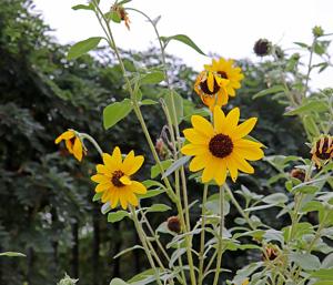 Helianthus argophyllus