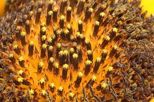 Helianthus annuus