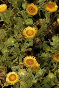 Helichrysum setosum
