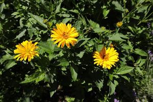 Heliopsis helianthoides