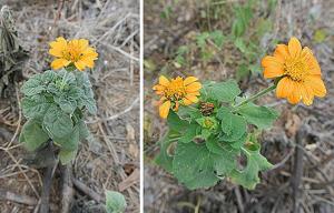 Heliopsis annua