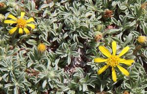 utils/thumbs/Asteraceae/Heterotheca_L9e3Z9DGCJFYCfSWYX6g55.jpg