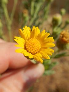 utils/thumbs/Asteraceae/Heterotheca_YMSn53zcUYQLQHyfWMziwh.jpg