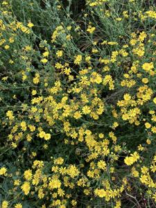 Heterotheca subaxillaris