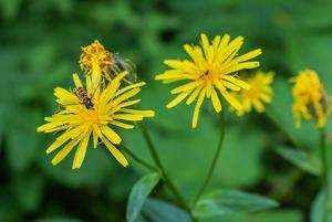 Hieracium murorum