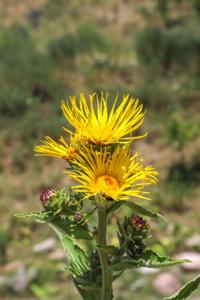 Inula helenium