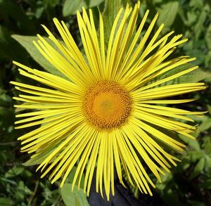 utils/thumbs/Asteraceae/Inula_PW8i8LSsGmTAWD6v3TeuJs.jpg