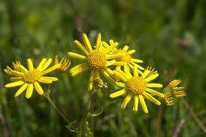 Jacobaea aquatica