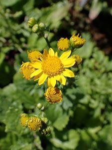 Jacobaea aquatica