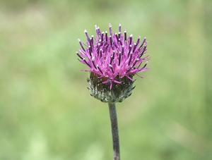 Jurinea roegneri