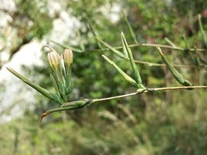 Lactuca viminea