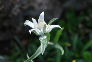 Leontopodium jacotianum