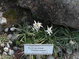 Leontopodium himalayanum