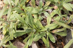 Leontopodium discolor