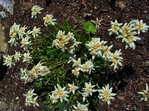 Leontopodium kamtschaticum