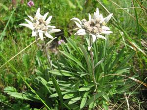 Leontopodium nivale subsp. alpinum