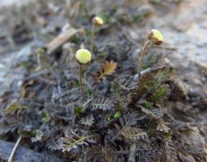 Leptinella filiformis