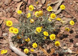 Leucochrysum albicans