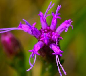 Liatris cylindracea