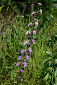 Liatris aspera