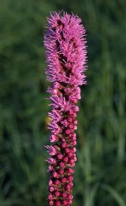 Liatris pycnostachya