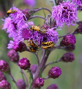 Liatris ligulistylis