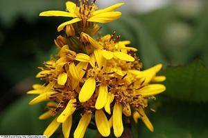 Ligularia stenocephala