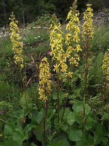 Ligularia sibirica