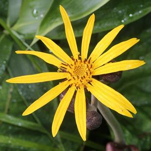 utils/thumbs/Asteraceae/Ligularia_E2kuYgtzSDEV4LPxTuTu8k.jpg